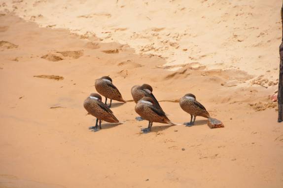 Pássaros dormem ao sol, durante viagem pelo Rio Preguiças, entre Barreirinhas e Atins, nos Lençóis Maranhenses (MA)